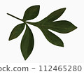 Branch for peony or rose.  112465280