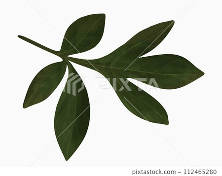 Branch for peony or rose.  112465280