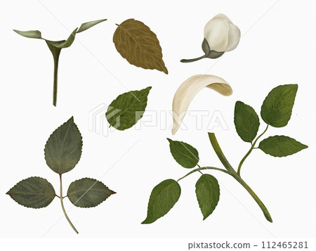 Set of branches of leaves and flowers 112465281