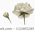 elements of white roses with leaves on a white background for cutting 112465285