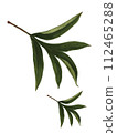 Branch for peony or rose.  112465288