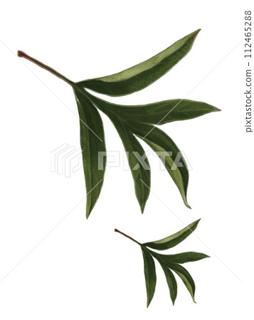 Branch for peony or rose. Branch for peony or rose. 112465288