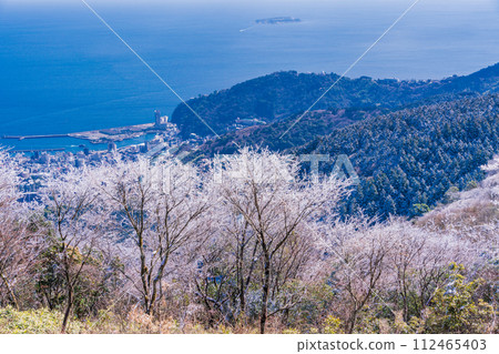 (Shizuoka Prefecture) Looking down at Atami Port from the Izu Skyline Takichiyama parking lot where rime (rain ice) flowers bloom 112465403