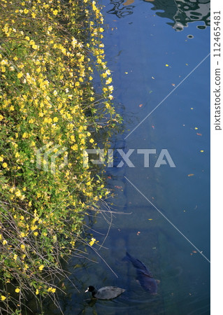 Unnanoubai blooming along the river (Josai Park, Kochi City, Kochi Prefecture) Unnanoubai blooming along the river (Josai Park, Kochi City, Kochi Prefecture) 112465481
