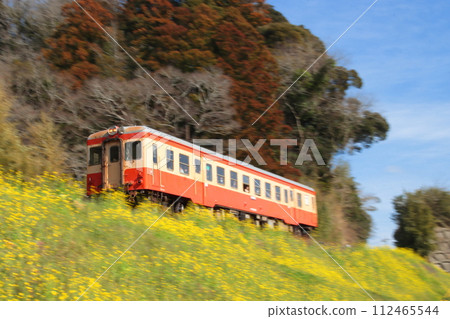 Isumi Railway Kiha 52 series diesel train running through the blue sky and a field of rapeseed flowers in full bloom_Photographed on February 24, 2024 112465544