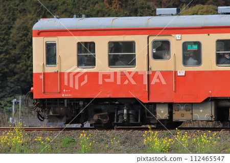 夷隅鐵道木波52系柴油列車在油菜花盛開的線路上行駛_2024年2月24日拍攝 112465547
