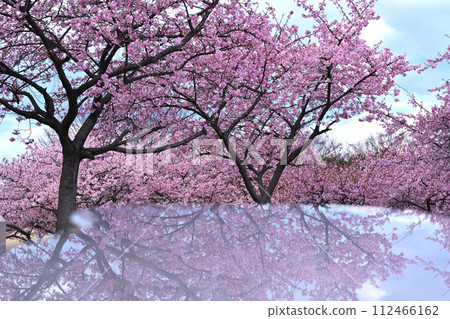 Kawazu cherry tree Kawazu cherry tree 112466162