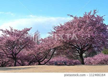 Kawazu cherry tree in full bloom shining in the blue sky Kawazu cherry tree in full bloom shining in the blue sky 112466164