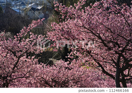 Scenery with cherry blossoms Scenery with cherry blossoms 112466166