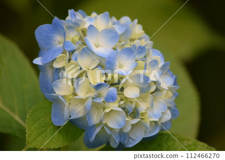 繡球花安靜的光芒 112466270