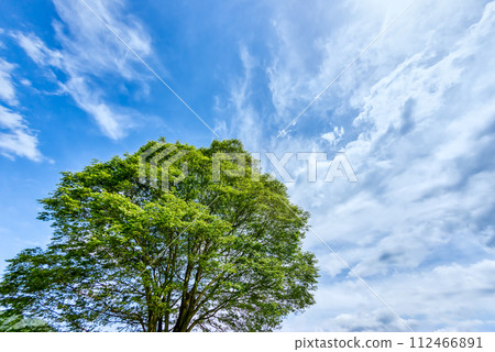 Miyagase Lakeside Park in spring - Image of fresh greenery Miyagase Lakeside Park in spring - Image of fresh greenery 112466891