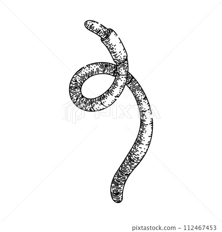 worm sketch hand drawn vector worm sketch hand drawn vector 112467453