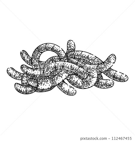 soil worm sketch hand drawn vector soil worm sketch hand drawn vector 112467455