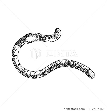 apple worm sketch hand drawn vector 112467465