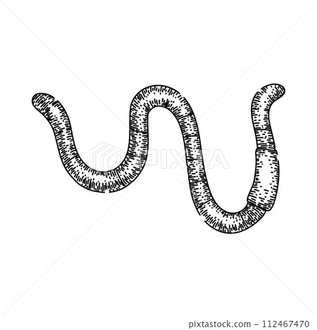 earthworm worm sketch hand drawn vector 112467470