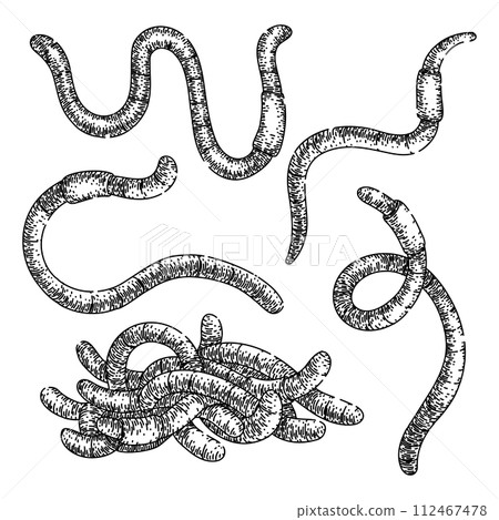 worm set sketch hand drawn vector 112467478