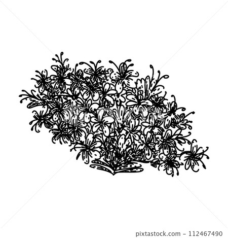 herbal valerian sketch hand drawn vector 112467490