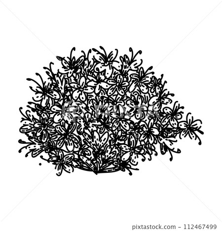 sleep valerian sketch hand drawn vector 112467499