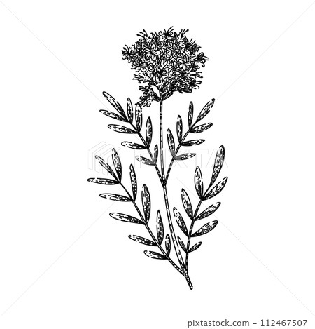 herb valerian sketch hand drawn vector 112467507