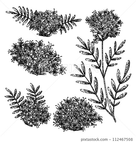 valerian set sketch hand drawn vector 112467508