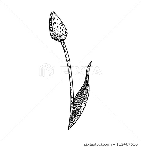 top tulip sketch hand drawn vector 112467510