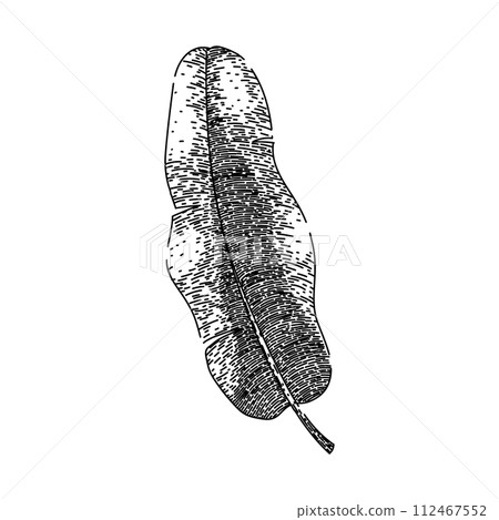 banana tropical leaf sketch hand drawn vector 112467552
