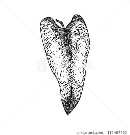 philodendron tropical leaf sketch hand drawn vector 112467562