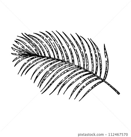 coconut tropical leaf sketch hand drawn vector 112467570