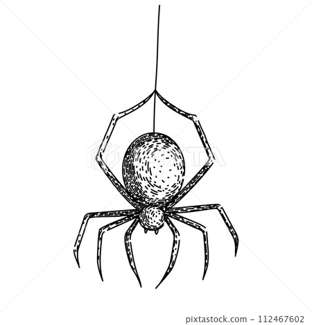 spider sketch hand drawn vector 112467602