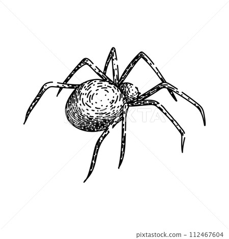 halloween spider sketch hand drawn vector 112467604