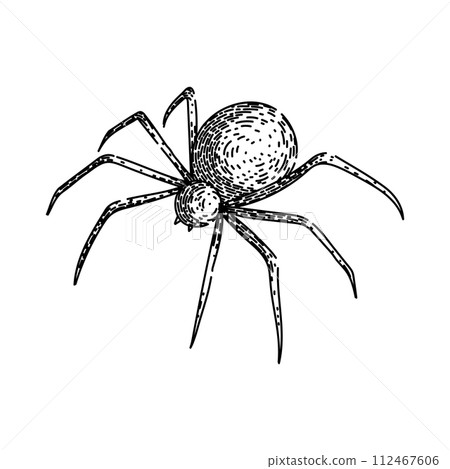 spider sketch hand drawn vector spider sketch hand drawn vector 112467606