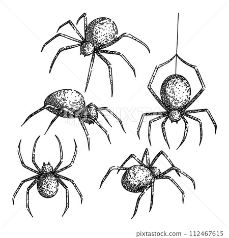 spider set sketch hand drawn vector 112467615