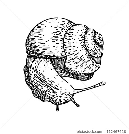 garden snail sketch hand drawn vector 112467618