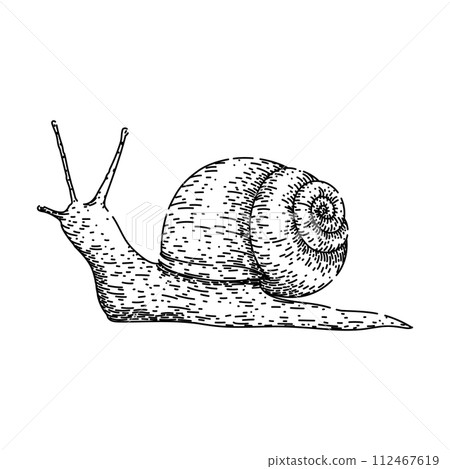 slow snail sketch hand drawn vector 112467619