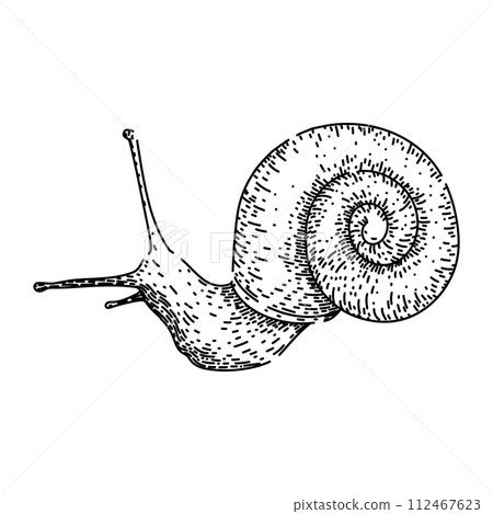 slug snail sketch hand drawn vector slug snail sketch hand drawn vector 112467623