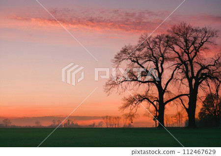 tree at sunset 112467629