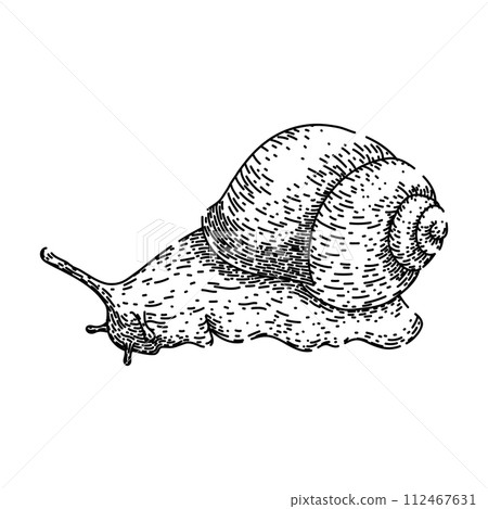 object snail sketch hand drawn vector object snail sketch hand drawn vector 112467631