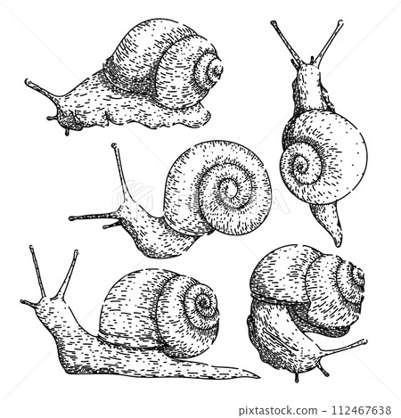 snail set sketch hand drawn vector snail set sketch hand drawn vector 112467638