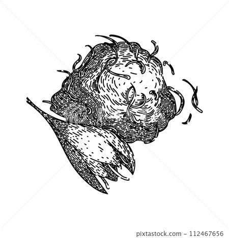 field saffron sketch hand drawn vector field saffron sketch hand drawn vector 112467656