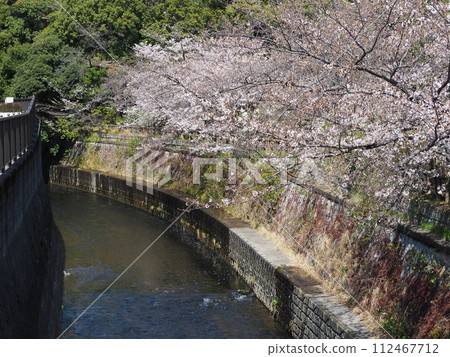 Myoshoji River and cherry blossoms Myoshoji River and cherry blossoms 112467712