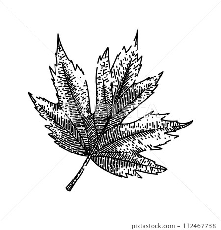 maple leaf sketch hand drawn vector maple leaf sketch hand drawn vector 112467738