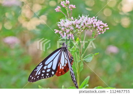 Chestnut tiger, a migratory butterfly that perches on a pink Fujibakama Chestnut tiger, a migratory butterfly that perches on a pink Fujibakama 112467755