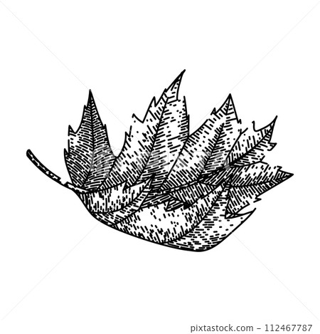 leaves maple leaf sketch hand drawn vector leaves maple leaf sketch hand drawn vector 112467787