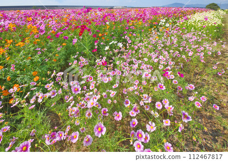 Autumn landscape with colorful cosmos blooming all over Autumn landscape with colorful cosmos blooming all over 112467817