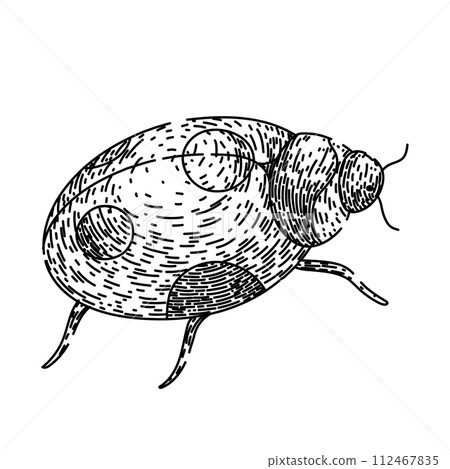 lady ladybug sketch hand drawn vector 112467835