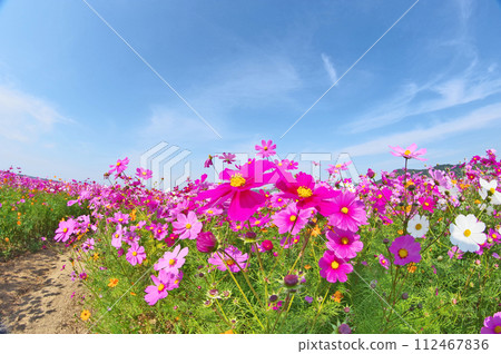 A cute pink cosmos flower that blooms beautifully with the blue sky A cute pink cosmos flower that blooms beautifully with the blue sky 112467836