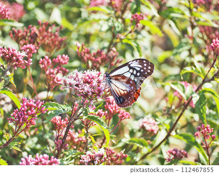 Chestnut tiger, a migratory butterfly that perches on a pink Fujibakama 112467855