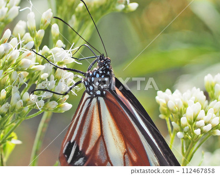 Migratory butterfly chestnut tiger butterfly perched on white Fujibakama Migratory butterfly chestnut tiger butterfly perched on white Fujibakama 112467858