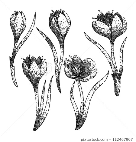crocus set sketch hand drawn vector 112467907