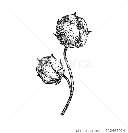 field cotton plant sketch hand drawn vector field cotton plant sketch hand drawn vector 112467924